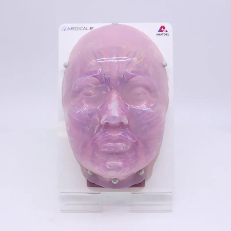 Toxin & Filler Injection Simulator, For Surgical Training