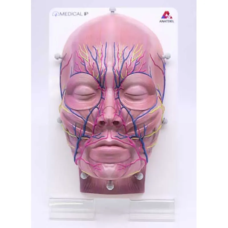Toxin & Filler Injection Simulator, For Surgical Training